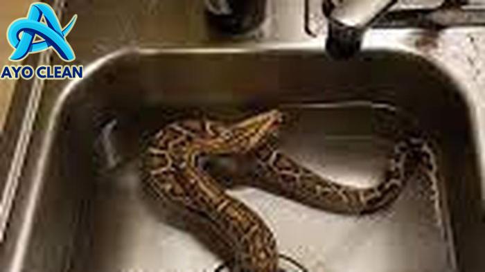 Cara mencegah ular masuk rumah