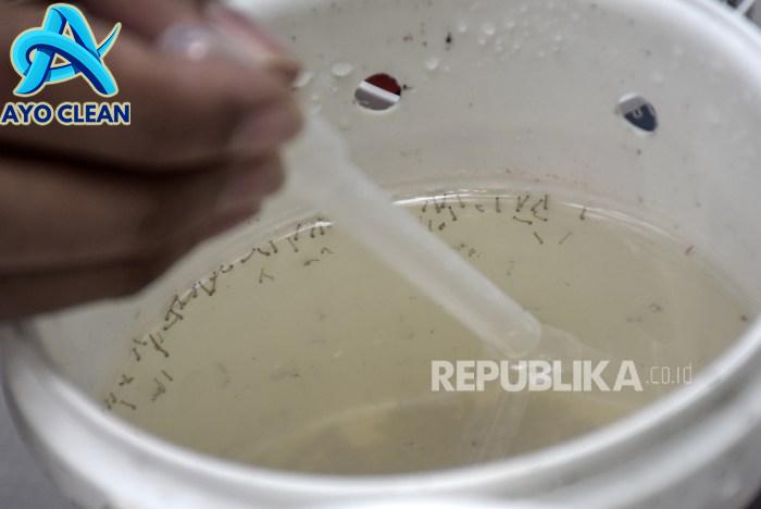 Epidemiolog: Berantas Jentik Nyamuk Efektif Cegah Lonjakan DBD ...
