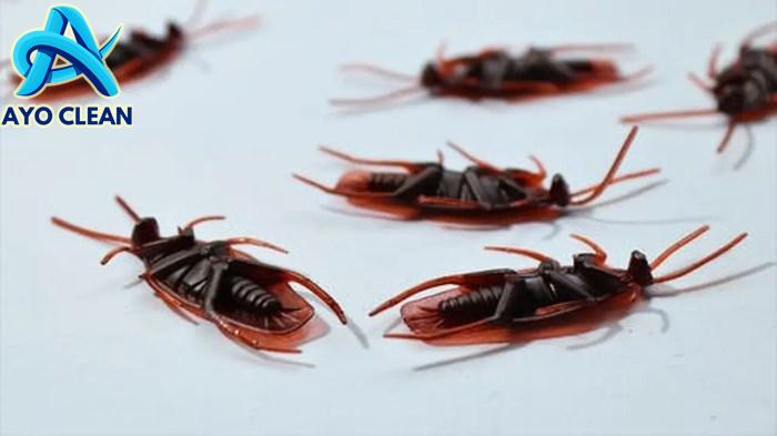 11 Cara Mengusir Kecoa dengan Ampuh dan Permanen