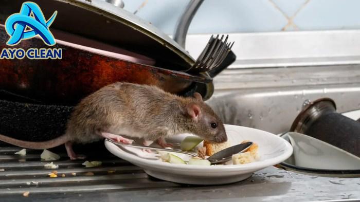 6 Solusi Praktis untuk Mengatasi Masalah Tikus di Rumah - Fakta.id