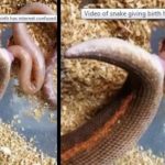 Ular Tak hanya Bertelur, Bisa Berkembang Biak dengan Tiga Cara ...