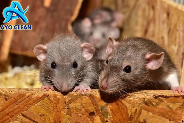 Tips-tips Mencegah Tikus Masuk Rumah - FUMIDA