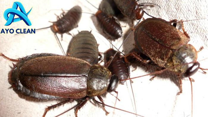 Minum Susu Kecoak Bikin Tubuh Sehat, Benarkah?