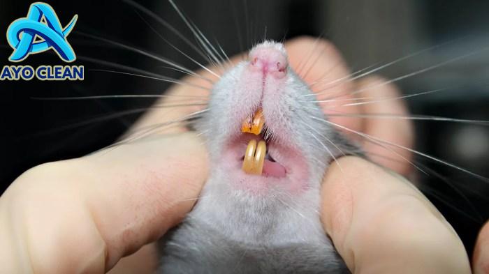 Waspada, Demam Gigitan Tikus Bisa Sebabkan Kematian! - KlikDokter