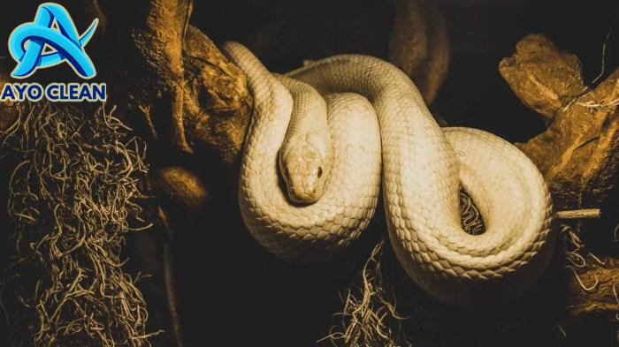 Ular derik berkembang biak dengan cara