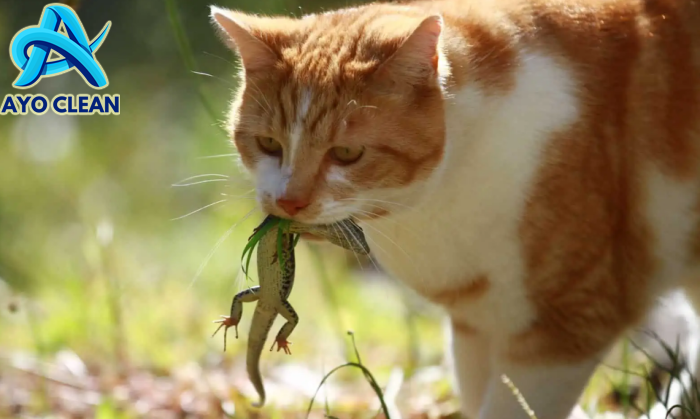 Kucing Makan Cicak: Apakah Berbahaya Atau Tidak? - Theatricana.com