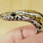 Cara Mengusir Ular yang Efektif dan Ampuh, Ikuti 5 Hal Ini