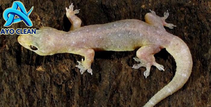 13 Cara Mengusir Cicak dari Rumah dengan Aman dan Efektif - BAMS