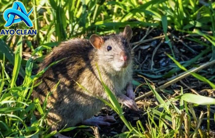 Cara Membasmi dan Mengusir Tikus di Sawah Maupun Rumah