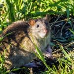 Cara Ampuh Mengusir Tikus di Rumah - KlinKlin