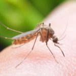 Ketahui Cara Alami Mengusir Nyamuk di Rumah dengan Mudah, Salah Satunya ...