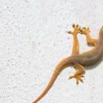 Macam-macam Cara Adaptasi Pada Hewan, Mimikri, Kamuflase, Autotomi ...