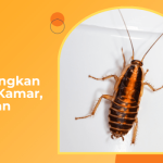 Cara Mengusir Kecoa Dengan Parfum dan Bahan Alami Lainnya - BanyakCara