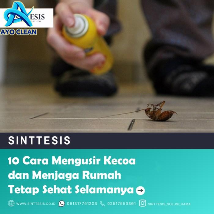 10 Cara Mengusir Kecoa dengan Tepat dan Cepat di Rumah | Hello Sehat Cara kecoa melindungi diri