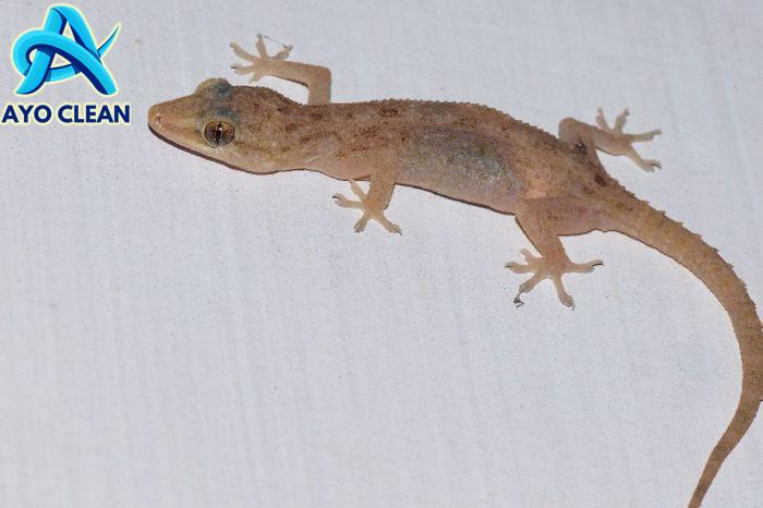 Adaptasi Cicak - YouTube