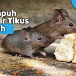 Cara Ampuh Mengusir Tikus di Rumah - KlinKlin