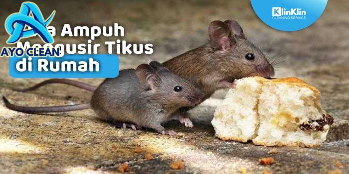 Cara mengusir tikus agar tidak kembali lagi