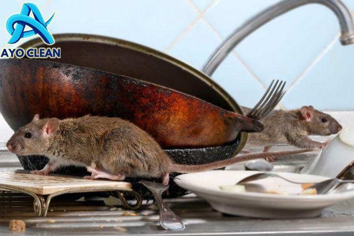 Cara menghilangkan tikus dirumah