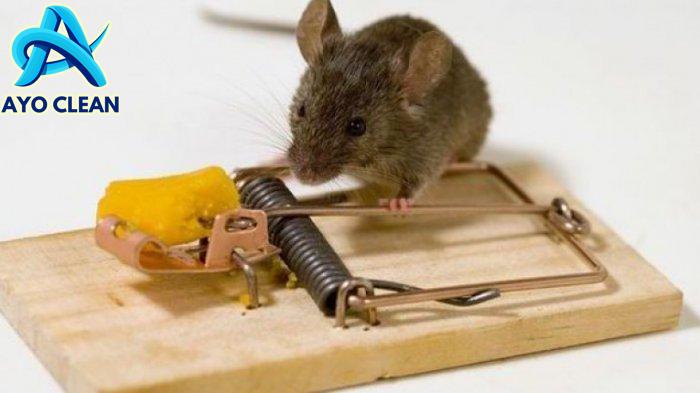 Cara Mengusir Tikus yang Bersarang di Plafon Rumah - Tribunjambi.com