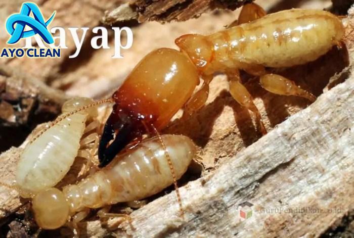 Penjelasan Ilmiah mengenai Rayap dan Siklus Hidupnya in 2023 | Siklus ...