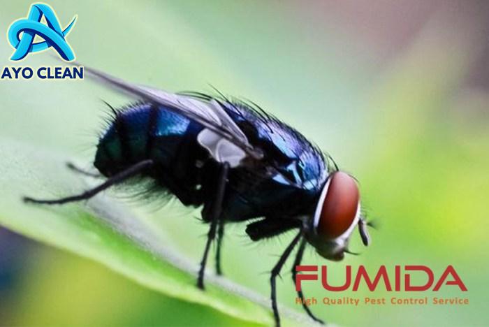 Cara Menghilangkan Lalat Di Rumah - Homecare24