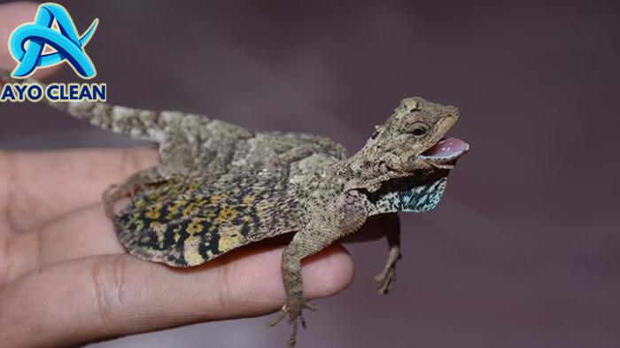 Cara Menangkap Cicak Dengan Bahan Sederhana - YouTube