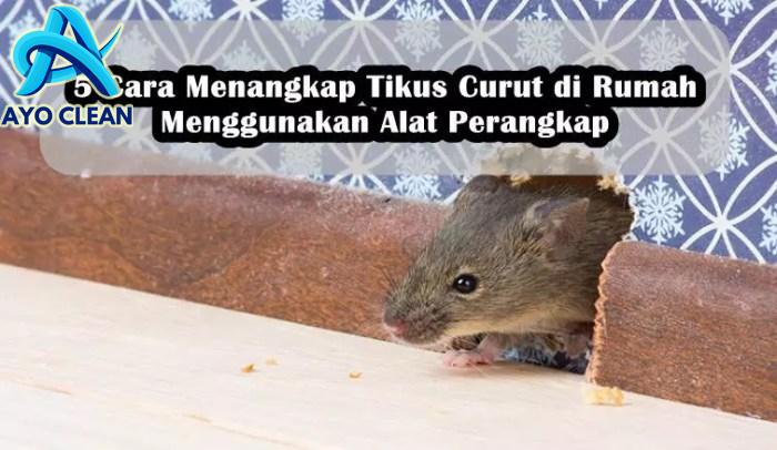 Ini Bisa Diterapkan di Rumah, 10 Cara Alami dan Efektif Mengusir Tikus ...