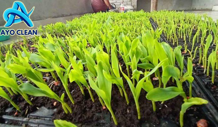 PENTING!! CARA PERLAKUAN BENIH JAGUNG SEBELUM DI TANAM - YouTube