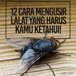 Cara Mengusir Lalat di Rumah dengan Bahan Alami - Ragam Bola.com