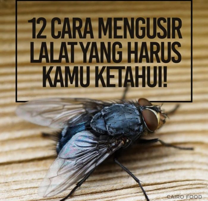 Cara Mengusir Lalat di Rumah dengan Bahan Alami - Ragam Bola.com