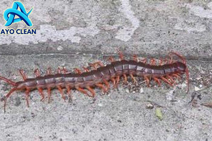 Cara mengusir kelabang di kamar mandi