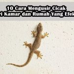Cara Membasmi Cicak yang Berkeliaran di Rumah, Bisa Pakai Bahan Alami!