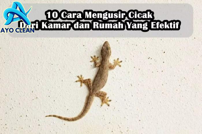 Cara membunuh cicak