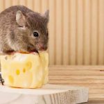 Cara Menangkap Tikus | Tutorial 🐁🐁🐁 - YouTube