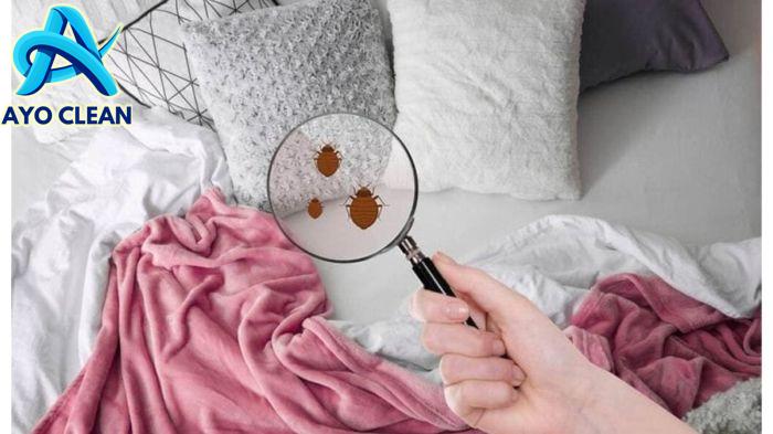 7 Cara Ampuh Membasmi Kutu Kasur dan Telurnya, Tidur Nyaman Kembali ... 7 Cara Ampuh Membasmi Kutu Kasur dan Telurnya, Tidur Nyaman Kembali ...