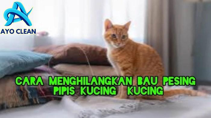 Cara Menghilangkan Bau Pipis Kucing Yang Membekas Yang Sulit Hilang Di ...