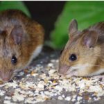 Selain Menggunakan Perangkap, Inilah 6 Cara Mengusir Tikus di Rumah ...