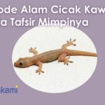 cicak kawin cicak kuning - YouTube