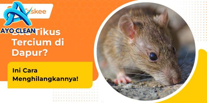 4 Cara Menghilangkan Bau Tikus di Dapur, Ampuh! – bTaskee