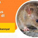 CARA MENGHILANGKAN LUNTUR PADA BAJU BERWARNA | by Adikarta Cloth | Feb ...