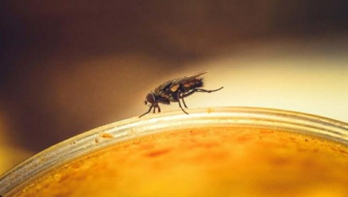 Cara Mengatasi Lalat di Rumah: Panduan Praktis dan Efektif | LidahTekno