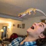 Tathayyur: Benarkah Kejatuhan Cicak Pertanda Sial? - Angkringan Yufid ...