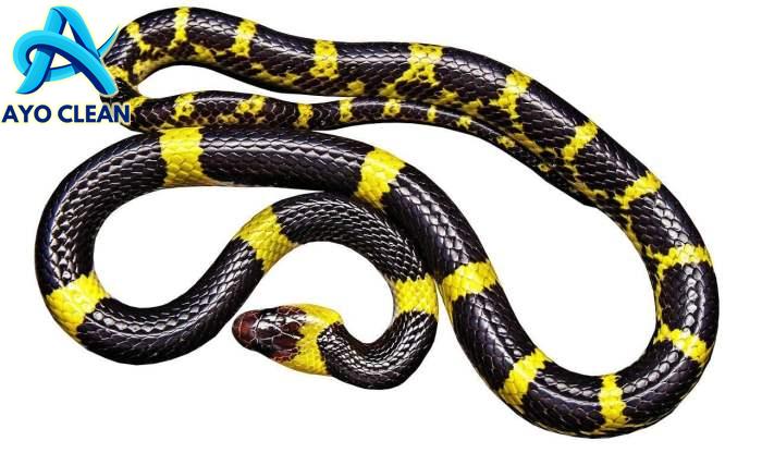 Ular bergerak dengan cara