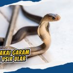 Alasan Nabi Muhammad Perintahkan Membunuh Ular