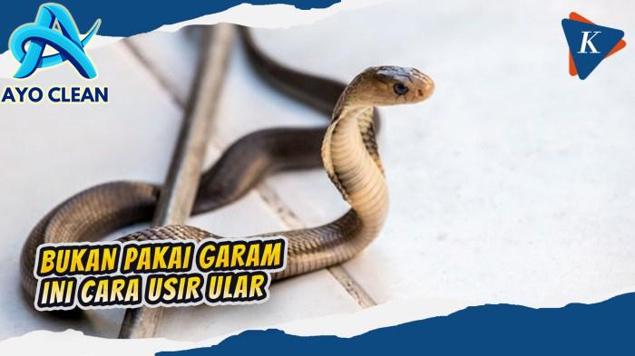 Cara mengusir ular di dalam rumah