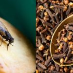 Cara mengusir lalat dengan serai