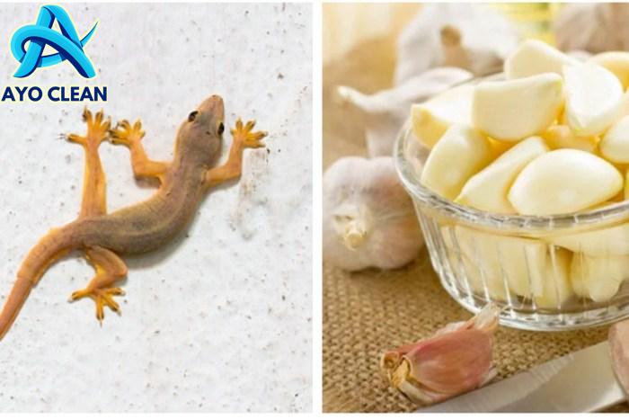 Mudah Sekali! Inilah 3 Cara Mengusir Cicak dari Rumah, Nomor 3 Sangat ...