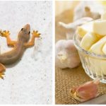 Gak Perlu Habiskan Banyak Duit, inilah 3 Cara Mengusir Cicak dari Rumah ...