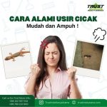 10 Cara Mengusir Cicak dari Rumah yang Efektif dan Ampuh – bTaskee