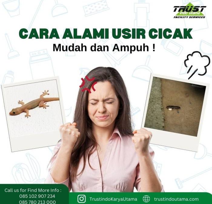 10 Cara Mengusir Cicak dari Rumah yang Efektif dan Ampuh – bTaskee